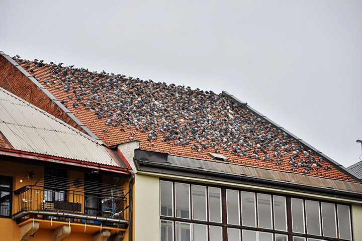 A2B Pest Control are able to install spikes to deter birds from roofs in Harold Wood. 