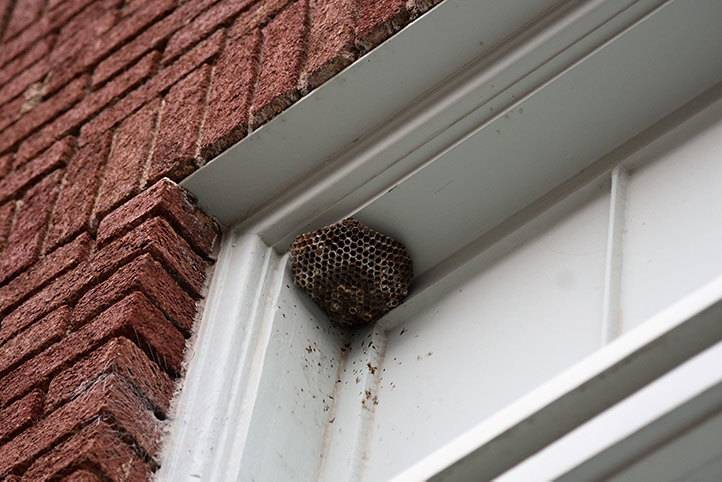 We provide a wasp nest removal service for domestic and commercial properties in Harold Wood.